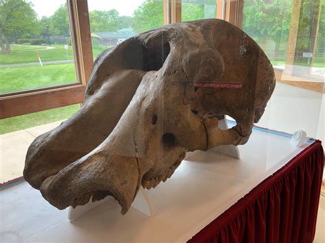 Photo: Mastodon Skull | Aurora Historical Society