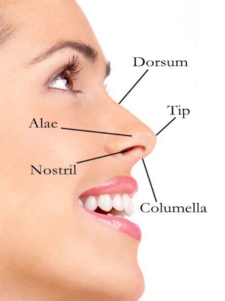 Parts Of The External Nose