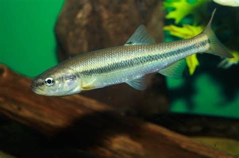 Creek Chub (Rhinichthys obtusus) Lamprey, Illinois River, Freshwater ...