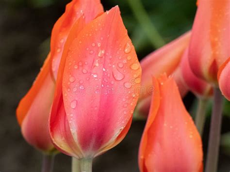 Orange Rows of Tulips in Farm in Spring Rain Stock Photo - Image of ...