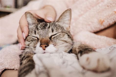 Why do Cats Purr When you Stroke Them? 6 Reasons You Need to Know I Discerning Cat