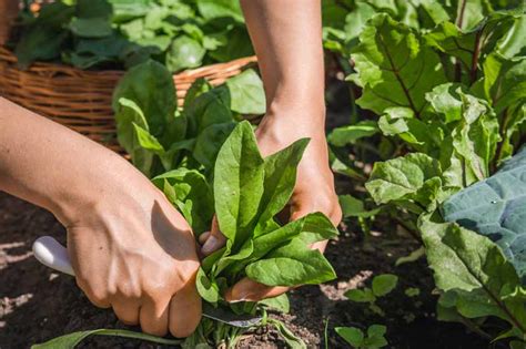 How to Pick and Harvest Spinach | Gardener’s Path