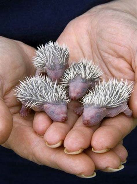 Newborn Baby Hedgehogs... | Animals! | Pinterest | Hedgehogs, Newborn babies and Babies