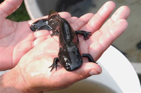 Can axolotls breathe on land? - Rankiing Wiki : Facts, Films, Séries ...