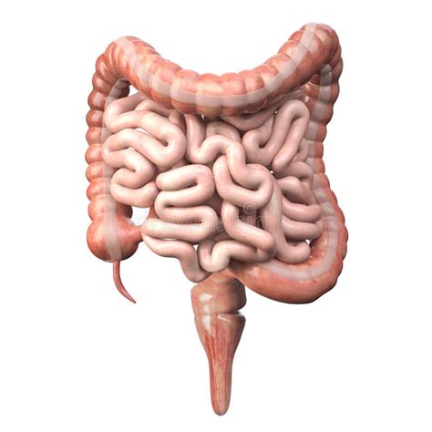 Cecum Anatomy - Anatomy Reading Source