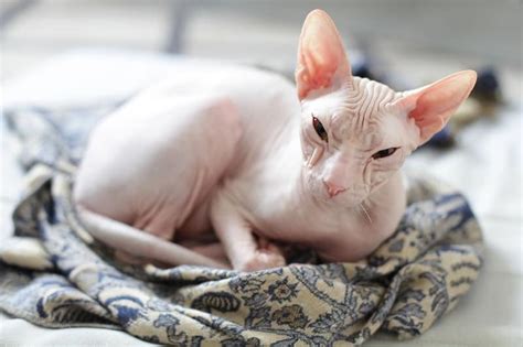 Sphynx Cat Dry Skin – Causes and Treatments