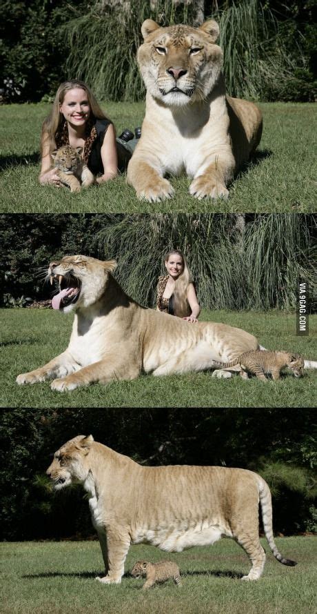 World's Largest Liger | Animals beautiful, Animals, Wild cats