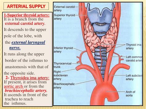 PPT - THYROID & PARATHYROID PowerPoint Presentation, free download - ID:9685434