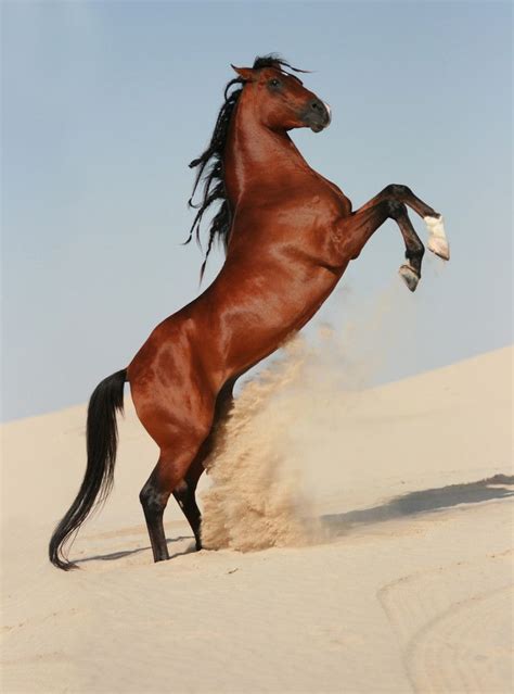 Arabian Stallion | Horses, Beautiful arabian horses, Most beautiful horses