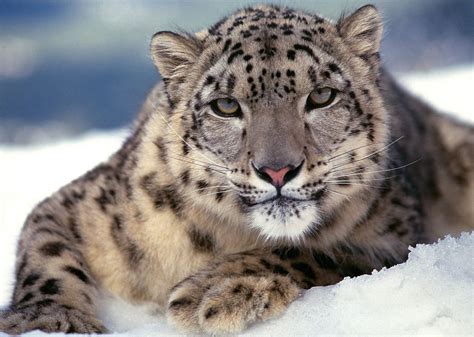 Snow Leopard Spotted in Qinghai Tibetan Area | Tibet Travel Blog