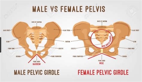 15 Structural Difference Between Male And Female Pelvis - VIVA DIFFERENCES