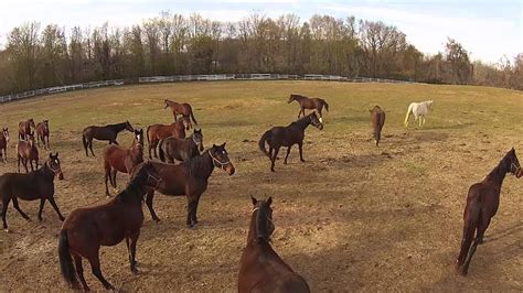 Horse Breeding Farm - YouTube