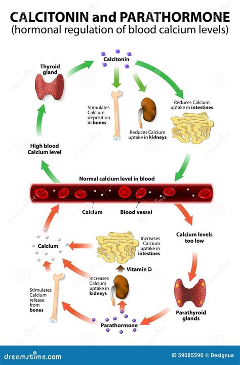 Calcitonin Is The Agonist To PTH Stock Vector - Image: 59085590