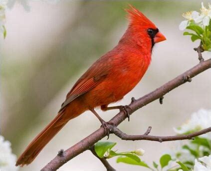 12 Types of Red Birds Found In Georgia! (ID GUIDE) - Bird Watching HQ