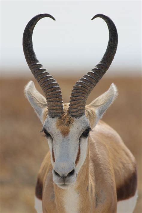 List African Animals With Horns - 40 Beautiful Pictures of African ...