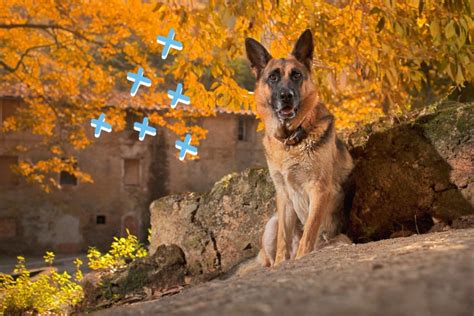 9 Essential German Shepherd Exercise Routines for Health and Fitness - Shepherd Sense