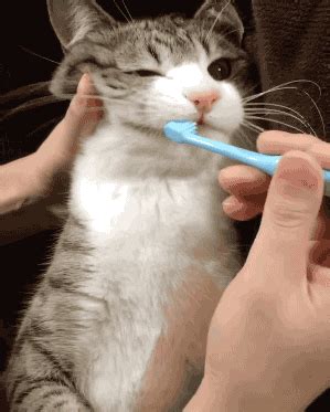 ...But maaa, I don't wanna brush my teeth.... | Kittens cutest, Kittens ...