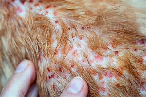 Folliculitis in Dogs - Causes, Symptoms and Treatment