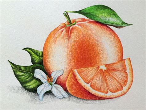 Orange, Illustration, foodillustration, pencils, pencil drawing, Buntstiftzeichnung, иллюстра ...