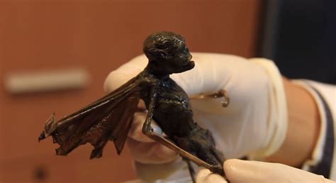 Is this a real FAIRY? Researchers perform X-Ray and Lab tests on mystery creature | Ancient Code