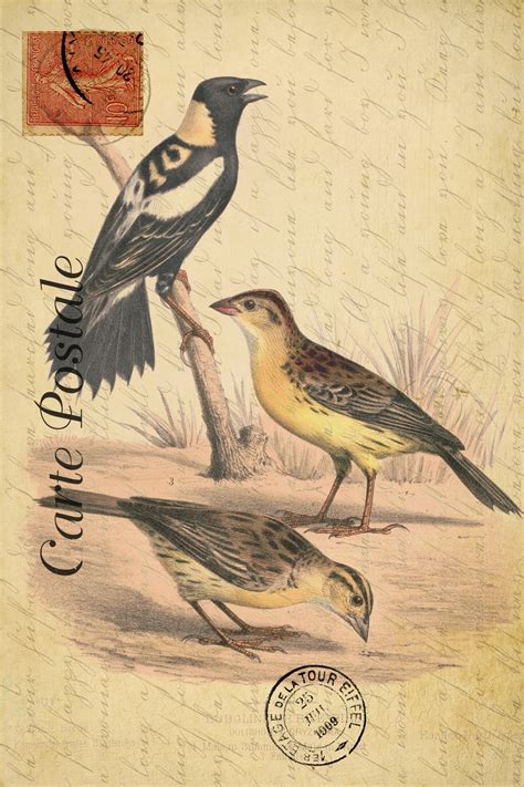 Vintage Bird French Postcard Free Stock Photo - Public Domain Pictures