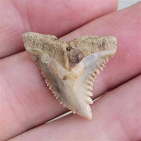 1+ RARE FOSSIL Hemipristis Shark Tooth from Summerville, SC - FREE SHIPPING! $34.95 - PicClick