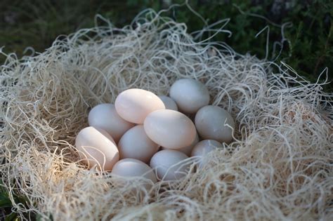 Duck Eggs for Sale | KW Homestead