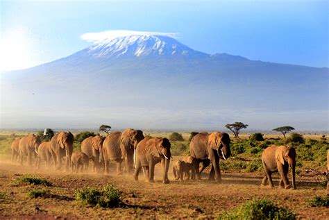 6 or 8nt Kenya Safari & Beach Tour | Travel | Wowcher