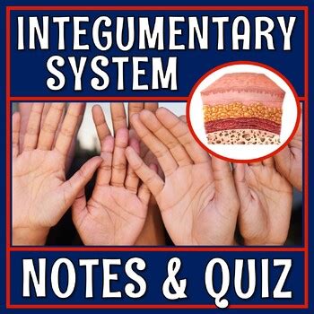 Skin and Integumentary System Quiz and Notes by Flying Colors Science