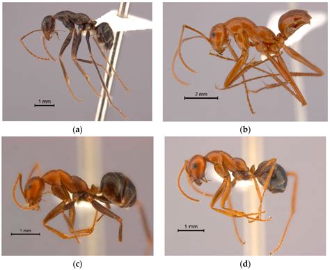 Diversity | Free Full-Text | The Megadiverse Australian Ant Genus ...