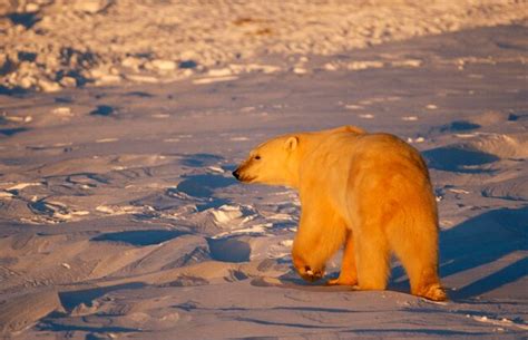 Premium Photo | Polar bear ursus maritimus evening hudson bay canada north america