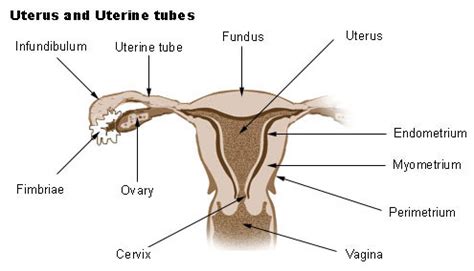 Genital Tract | SEER Training