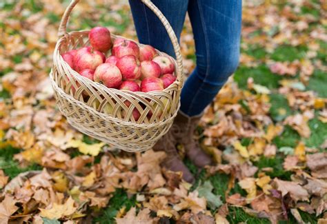 Apple Orchard Near Me - Apple Picking Farms Are a Fall Bucket List Must