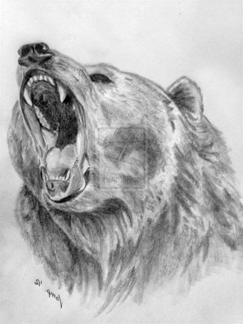 Realistic Bear Drawing at PaintingValley.com | Explore collection of Realistic Bear Drawing