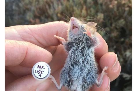 A new key for species identification in salt marsh harvest mice