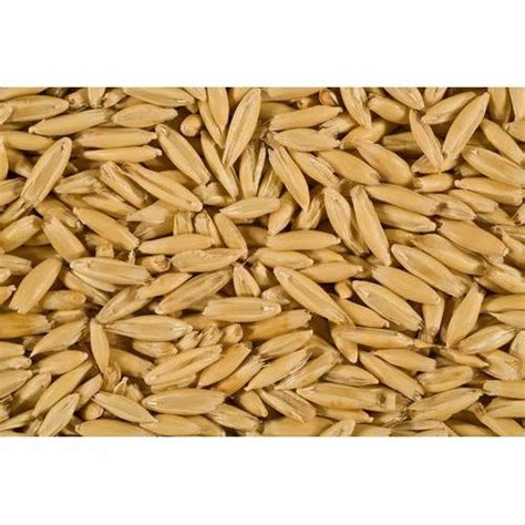 Oat Kent Seeds at Rs 35/kilogram | Oats Seeds in New Delhi | ID ...