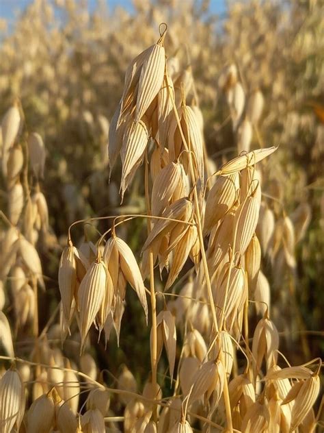 Avena sativa L., Red oat (World flora) - Pl@ntNet identify