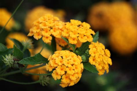 Yellow Lantana Flowers Close-up Free Stock Photo - Public Domain Pictures