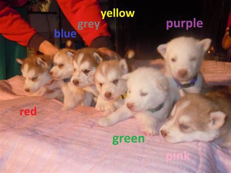 6 males and 1 female Alusky puppies for sale Indianapolis - Puppies for Sale Near Me