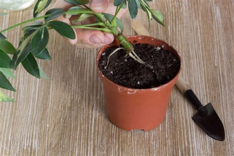 How To Propagate Schefflera Plant? (4 Methods+Steps) » Simplify Plants