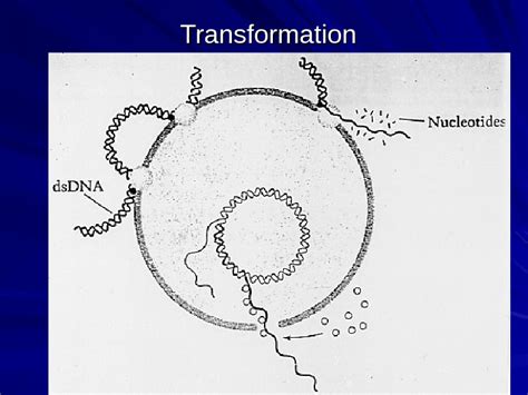 Gene Exchange/Gene Mapping Techniques in Bacteria Transformation