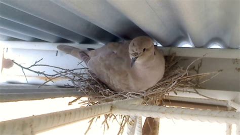 a new dove nest - YouTube