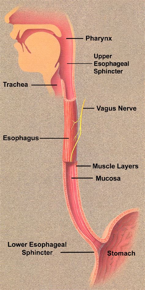 Lower Esophageal Sphincter Anatomy