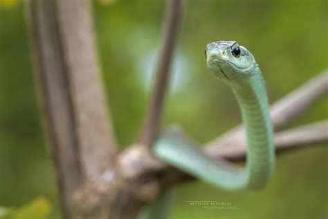 Boomslang in January 2023 by Matthieu Berroneau. Boomslang · iNaturalist