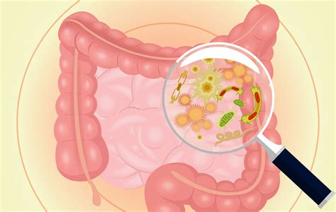 Bacterias de la flora intestinal: ¿útiles o nocivas?