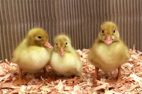 Pekin Ducklings For Sale Near Me - How To Blog