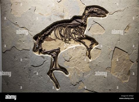 Fossil skeleton of a Dawn Horse (Hyracotherium). Eocene age Stock Photo - Alamy