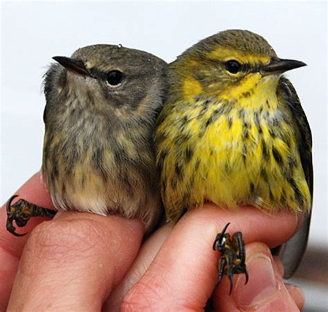 Hatching-year female and Cape May Warbler male