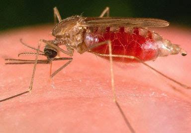 Gambar Nyamuk Anopheles Betina/Nyamuk Malaria | Contoh Artikel makalah Judul Proposal skripsi ...