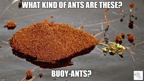 Buoyant Ants, Just Floating Around... It's What Ants Do... They don't have boats, don't judge ...